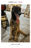 伯纳天纯狗粮中大型犬全价成年犬粮17kg羊肉蔓越莓味囤货装 实拍图