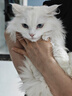 冠能猫粮7岁以上老年猫猫粮2.5kg 全价猫粮 延长健康生活时间 实拍图