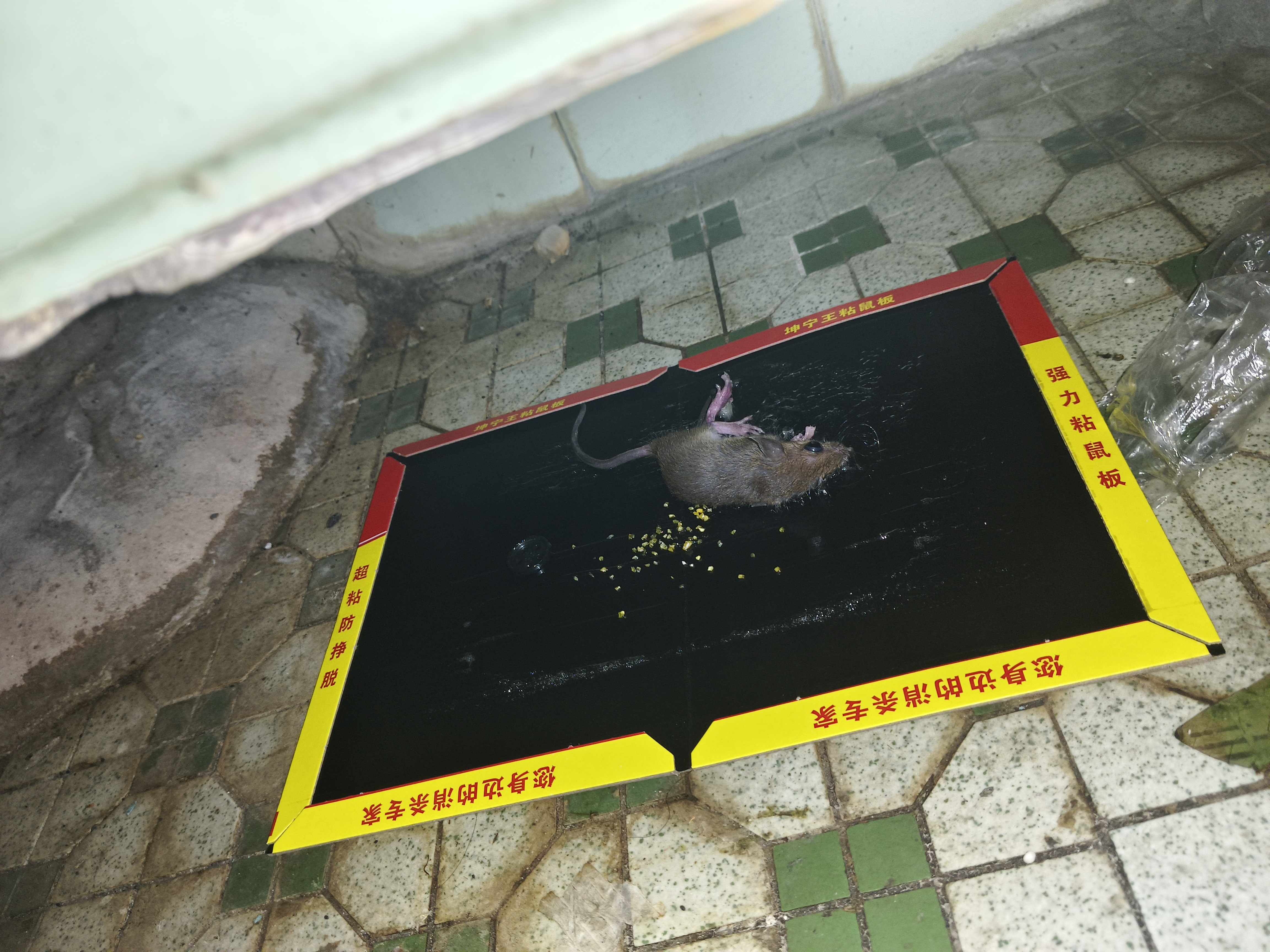 坤宁王粘鼠板超强力粘板老鼠贴药捕鼠一窝端神器灭鼠驱鼠器家用大号加厚 晒单实拍图