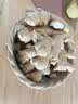 彩虹雨有机生姜500g 小黄姜有姜味 有机蔬菜生鲜 实拍图