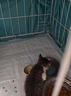 皇家猫粮 幼猫奶糕 幼猫猫粮 BK34 通用粮 1-4月 2KG 实拍图