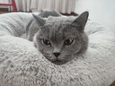 皇家猫粮 英短成猫粮 BS34 通用粮 12月以上 2KG 实拍图