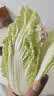 【超市品质】新鲜精品娃娃菜现砍现发小包装新鲜蔬菜生鲜产地直发 新鲜娃娃菜1*(3棵)*1包 实拍图