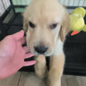 好主人狗粮 全犬种通用幼犬粮2.5kg泰迪金毛拉布拉多比熊天然粮5斤/20斤 全犬种幼犬粮5斤 实拍图