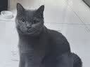 伯纳天纯宠物猫粮 成猫猫粮 毛球管理50g*2 经典系列 试用装勿拍 实拍图