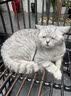 网易严选全价猫粮4.0 宠物主粮成幼猫咪三文鱼食品 深海鱼虾味50g*2 试吃 实拍图