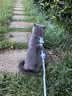 欢宠网猫咪牵引绳猫绳宠物防挣脱可调松紧背心式专用溜遛猫绳子外出用品 实拍图