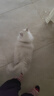 皇家猫粮 成猫猫粮 营养均衡 F32 通用粮 1-7岁 15KG 实拍图