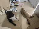 麦富迪 猫粮 barf霸弗生骨肉主食冻干双拼天然粮鲜肉营养无谷高肉高蛋白 【囤货装】牛肉成猫7.2kg（900g*8） 实拍图