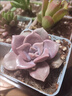 随机多肉植物盆栽新手好养易存活办公室桌面绿植含盆土节日礼物 随机发货（1盆） 实拍图