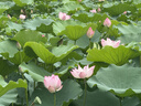 京东京造【抗菌洞洞鞋】凉鞋旅行沙滩溯溪两穿eva防臭凉拖鞋水泥灰42-43 实拍图