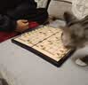 得力（deli）磁五子棋围棋折叠棋盘比赛训练益智桌游易携带开学礼物露营 实拍图