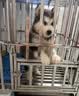 华美龙狗笼子加粗中大型犬不锈钢狗笼宠物狗狗窝狗屋柯基金毛高档耐咬 【组装款】78*52*68【激光满焊+赠狗碗×1】 实拍图