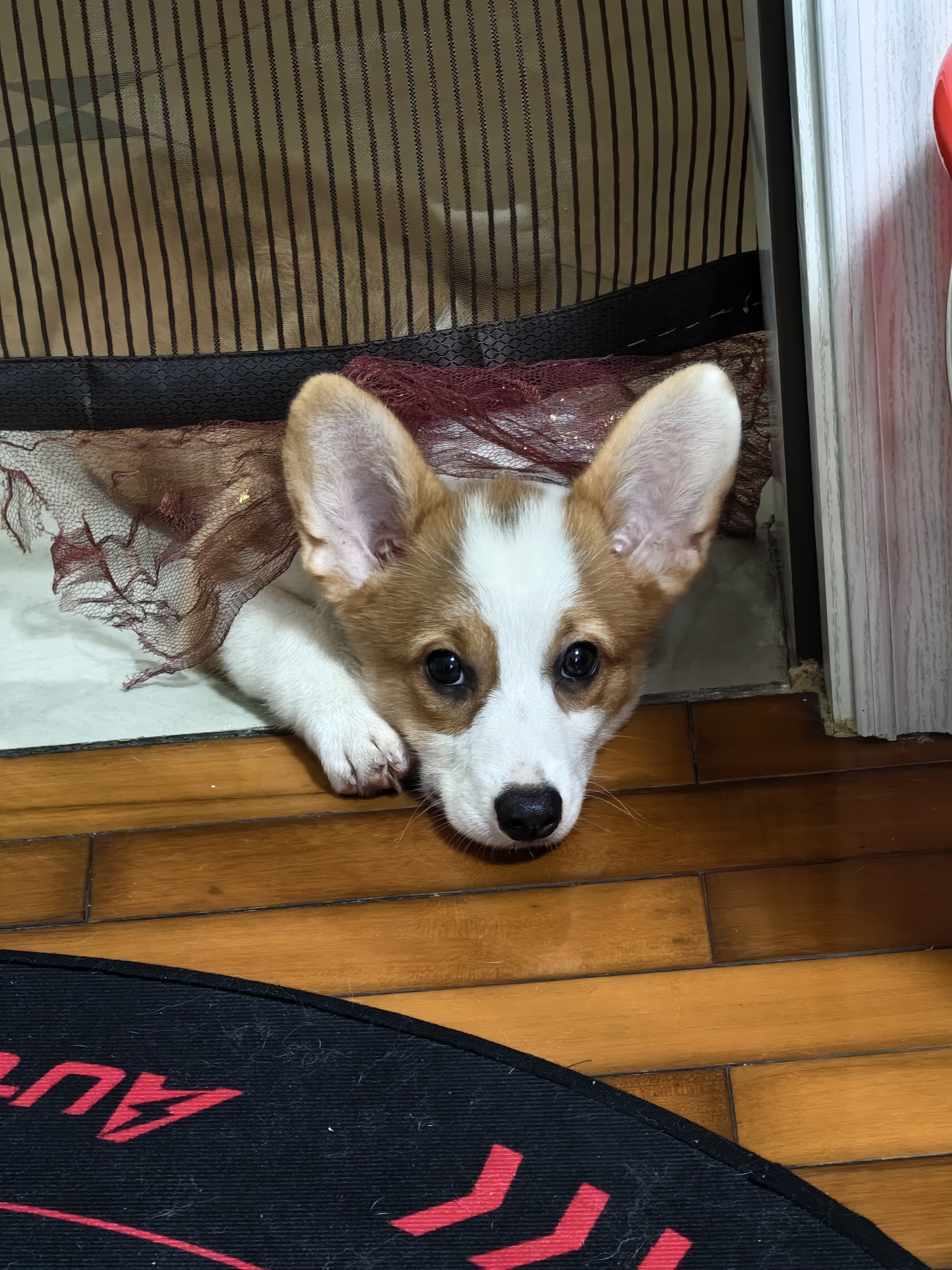 皇家狗粮 幼犬狗粮 幼犬奶糕 宠物中型犬MEJ32全价犬粮2-12月15KG 实拍图