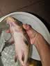 钓鱼王地狱猫昆虫蛋白鱼饵腥香黑水虻幼虫饵料鲫鲤通用饵 腥3包装 实拍图