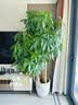 临雅步步高招财树植物大型发财树盆栽乔迁开业1.6-1.8m福字盆源头直发 晒单实拍图
