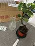 临雅水培圆叶福禄桐钱多多盆栽植物客厅桌面水养绿植水滴瓶源头直发 实拍图