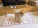 Sashas旗舰萨沙鲨鱼软骨素关节保护猫犬软骨骨骼呵护宠物关节日常保健 萨沙胶囊 100粒*1瓶 【猫犬通用】 实拍图
