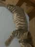 皇家猫粮 幼猫奶糕 幼猫猫粮 BK34 通用粮 1-4月 10KG 实拍图