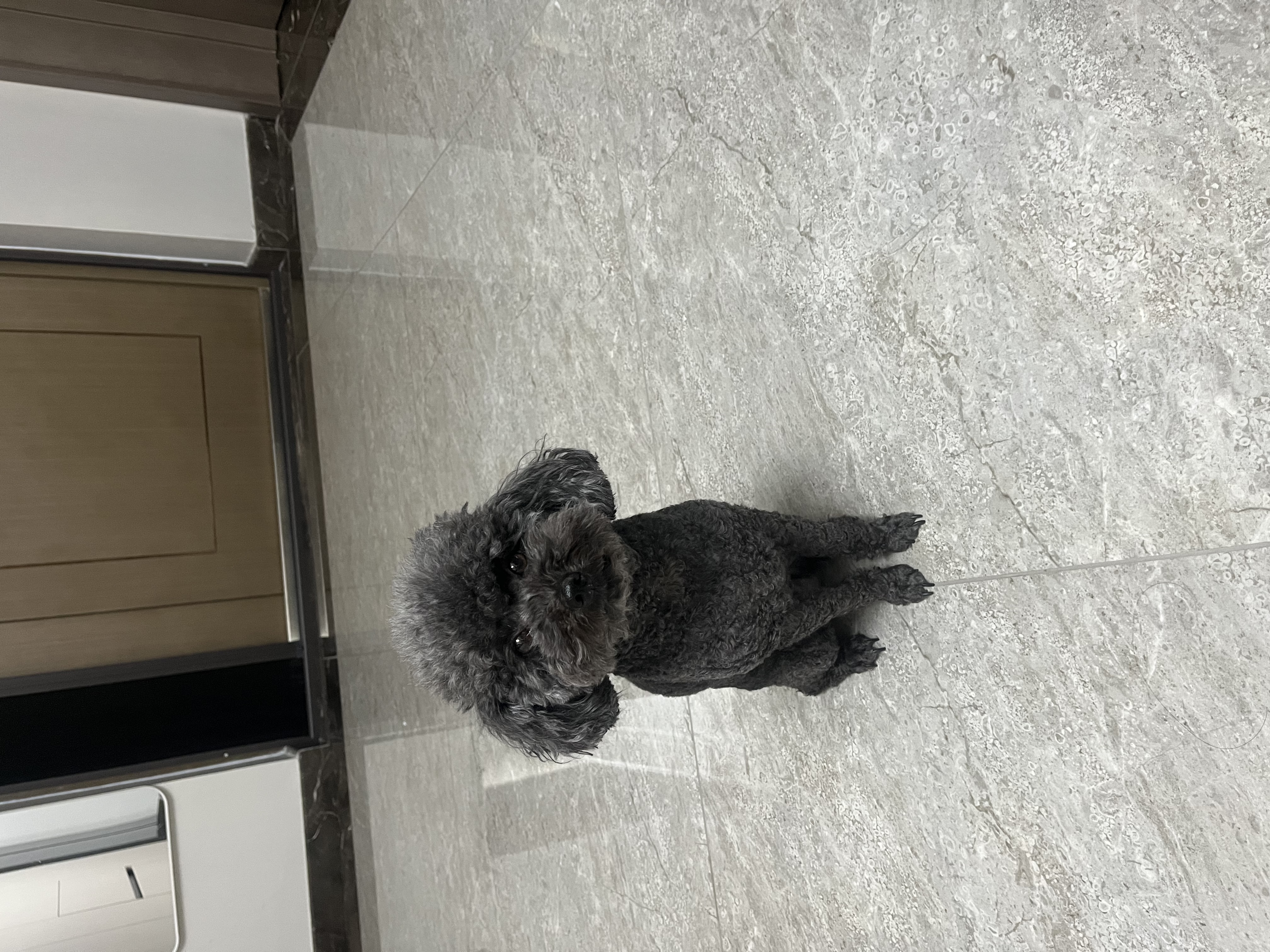 皇家狗粮幼犬成长礼盒（幼犬粮 800g+成犬粮 50g*5）小型犬 泰迪 贵宾 实拍图