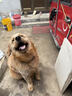 好主人狗粮 全犬种通用幼犬粮2.5kg泰迪金毛拉布拉多比熊天然粮5斤/20斤 【超值囤货】全犬种幼犬粮20斤 实拍图