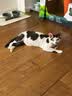 弗列加特0乳糖鲜肉烘焙猫粮  成猫粮幼猫粮老年猫粮0压乳主食猫粮宠物食品 【幼猫】鸡肉味1.5kg 实拍图