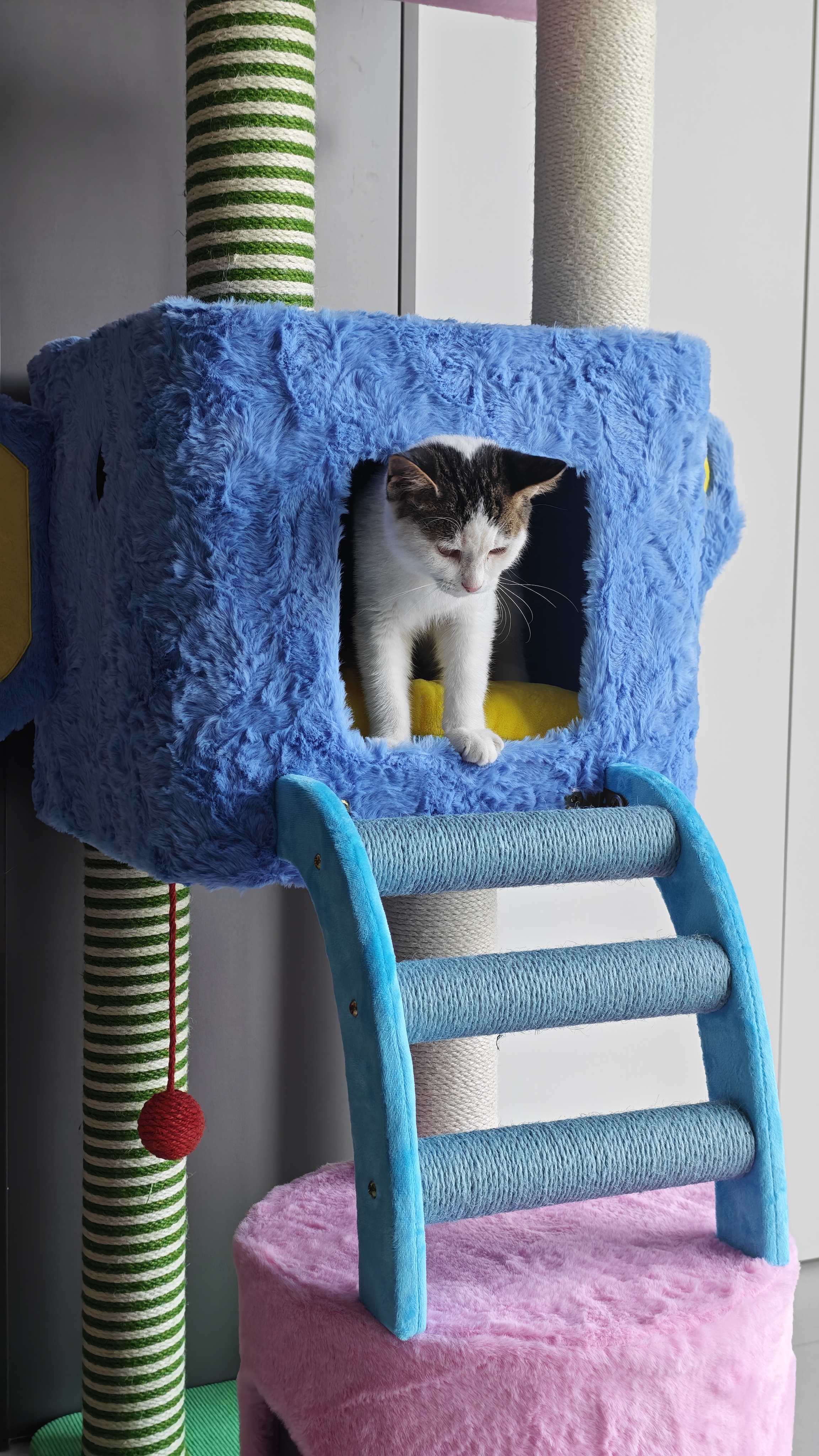 ZEZE【大号款】猫爬架猫窝猫树一体通天柱跳台大型不占地猫咪用品 实拍图