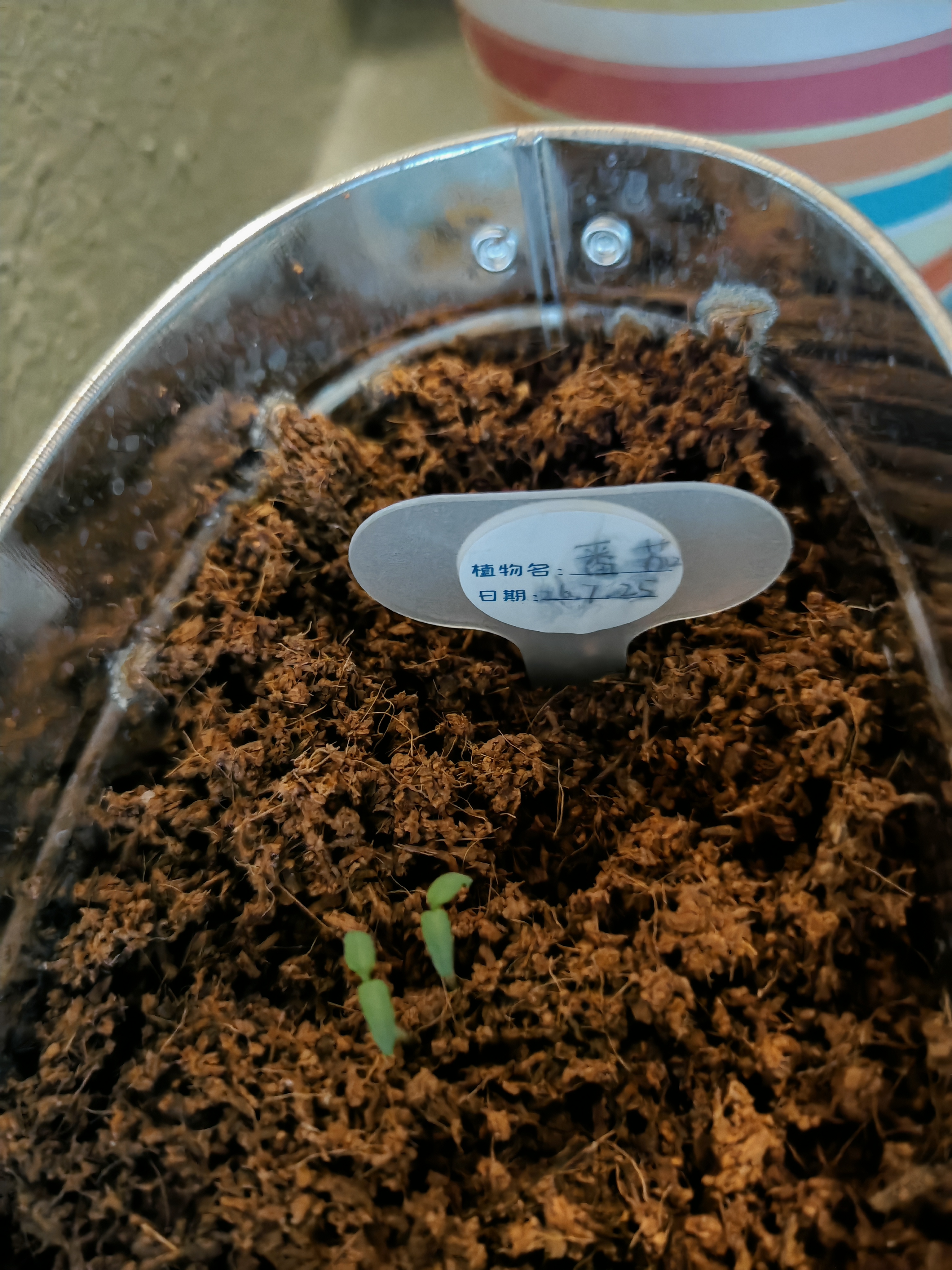 IAM City Farmer小番茄儿童种植观察盆栽套装DIY幼儿园绿植开学季教师节礼物10102 实拍图
