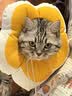 华元宠具（hoopet）猫咪伊丽莎白圈幼猫项圈宠物狗狗圈颈圈脖圈头套犬耻辱圈防舔头罩 实拍图