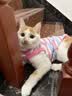 皇家猫粮 挑嘴成猫猫粮 高适口性 EF38 通用粮 12月以上 4KG 实拍图