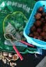 鲜级佳大凉山新鲜湿核桃去青皮嫩核桃老树薄纸皮核桃孕妇专用生核桃新货 净重5斤【去青皮】送夹子 实拍图