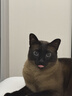 皇家猫粮 成猫猫粮 室内长毛猫 ILH35 通用粮 1-7岁 4.5KG 实拍图