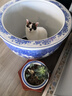 富力鲜（Frisian）泰国进口 猫罐头85g*24罐白身鲔鱼+鲑鱼罐头成猫宠物猫粮零食湿粮 实拍图