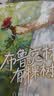 布鲁克林有棵树（全三册）亲爱的弗朗茜 白裙与玫瑰 跨过威廉斯堡大桥 贝蒂·史密斯著畅销八十余年的青少年读物成长小说 中小学课外阅读 实拍图