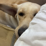 皇家狗粮 成犬狗粮 犬粮 宠物大型犬 GR26全价犬粮≥15月15KG 实拍图