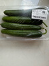 【水果菜】荷兰水果黄瓜约400g 实拍图