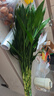 苏沥富贵竹水培植物绿植室内盆栽客厅招财粗杆带根水养节节高特级竹子 富贵竹 【买10送10】特级富贵竹65-76cm【20颗】 实拍图