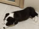 vivo iQOO 15 Ultra 16GB+512 2049(银色)冰穹散热风扇 2K三星珠峰屏 电竞手机iqoo15ultra 国家补贴 实拍图