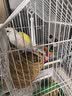 朗缤 鹦鹉活体鸟活物虎皮鹦鹉宠物活鸟玄凤鹦鹉手养鸟会说话幼鸟幼崽 2只（颜色备注+别墅笼+云梯+窝 实拍图