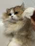 Orijen渴望猫粮 成猫幼猫粮 全价通用无谷原味鸡肉进口5.4kg效期27/1 实拍图