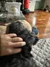 雪貂留香狗狗沐浴露 泰迪柴犬腊肠犬金毛红棕毛发专用香波655ml 实拍图