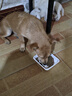 LEGENDSANDY蓝氏狗粮真鲜乳鸽中小型犬生骨肉冻干鲜肉犬粮250g 实拍图