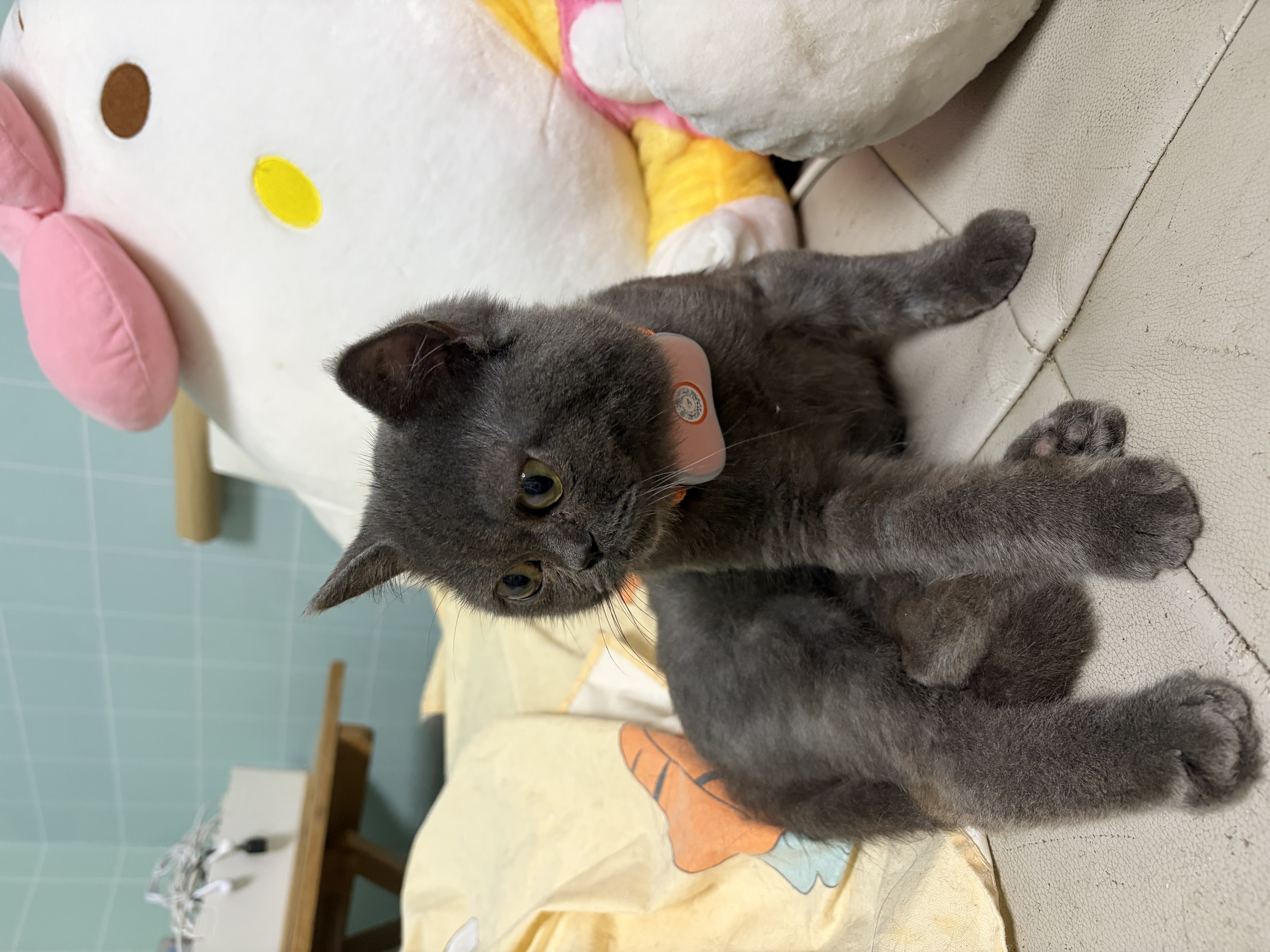 凯锐思冻干桶鸡肉宠物零食100%鲜肉蛋黄五拼猫狗通用 呵护肠胃 500g 实拍图