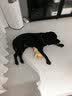 欢宠网宠物狗狗玩具小黄鸭自嗨解闷耐咬磨牙小狗幼犬小型大型犬发声鸭子 实拍图