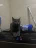 班尼路（Baleno）速干上衣女夏2026新款冰丝凉感运动t恤跑步瑜伽健身打球透气短袖 实拍图