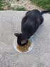 冠能猫粮 成猫猫粮鸡肉味10kg 全价猫粮 稳固免疫【宠物金选】 实拍图