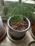 文竹盆栽绿植花卉盆景植物室内客厅水培文松云竹文竹大苗四季常青 小文竹【1颗】原盆原土球发货 高度15-25cm 实拍图