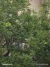 鲁花【保真花生油】 5S物理压榨 一级 花生油6.18L  实拍图