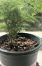 文竹盆栽绿植花卉盆景植物室内客厅水培文松云竹文竹大苗四季常青 小文竹【1颗】原盆原土球发货 高度15-25cm 实拍图