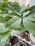 发财树盆栽大植物室内办公室桌面客厅小盆景招财树苗绿植花卉盆栽 三杆发财树 5-8cm【四方塑胶盆】 【送肥料】 实拍图